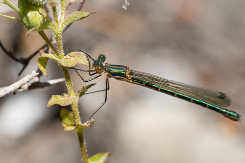 Emerald Spreadwing