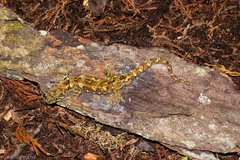 Mokopirirakau