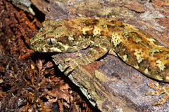 Mokopirirakau