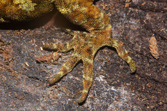 Mokopirirakau