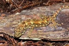 Mokopirirakau