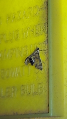 Margarosticha