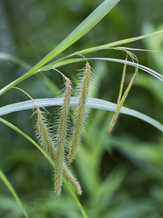 Carex gynandra