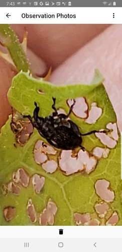 Mile-a-minute weevil photo 5