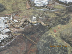 Thamnophis cyrtopsis cyrtopsis
