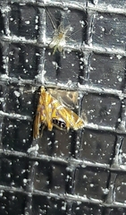 Margarosticha