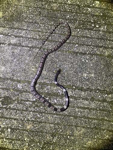 Painted Wolf Snake