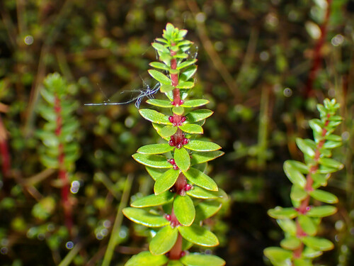 Hippuris tetraphylla L.fil.