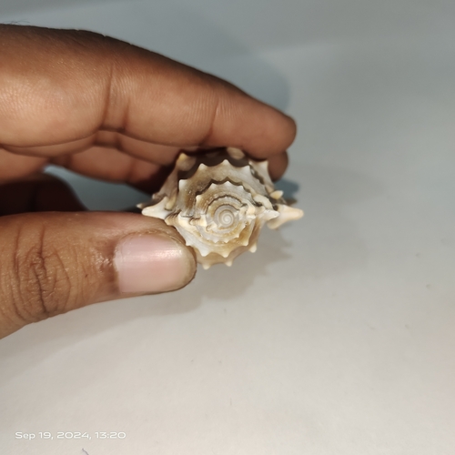 Bufonaria echinata observed 2024-09-19