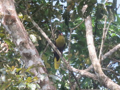 Psarocolius bifasciatus