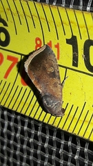 Micrathetis canifimbria