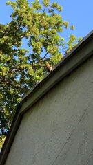 Melanerpes carolinus image