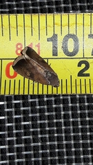 Micrathetis canifimbria