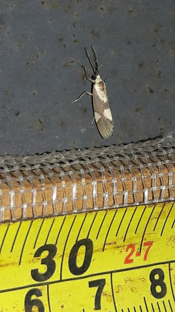 Cisthene persimilis