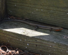 Plestiodon tetragrammus