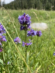 Penstemon rydbergii