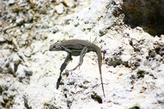 Uta palmeri