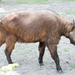 Himalayan Takin - Photo (c) GodeNehler, some rights reserved (CC BY-SA)