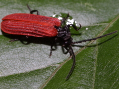 Pyropterus nigroruber