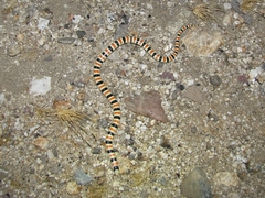 Sonora annulata