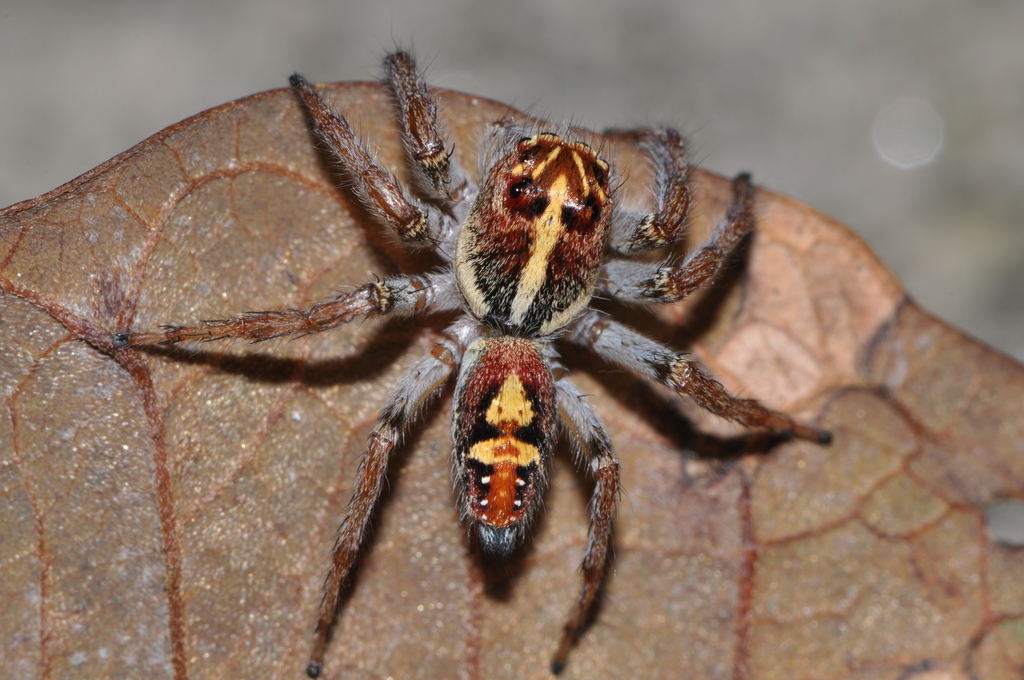 Frigga coronigera