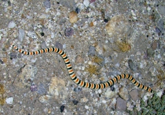 Sonora annulata