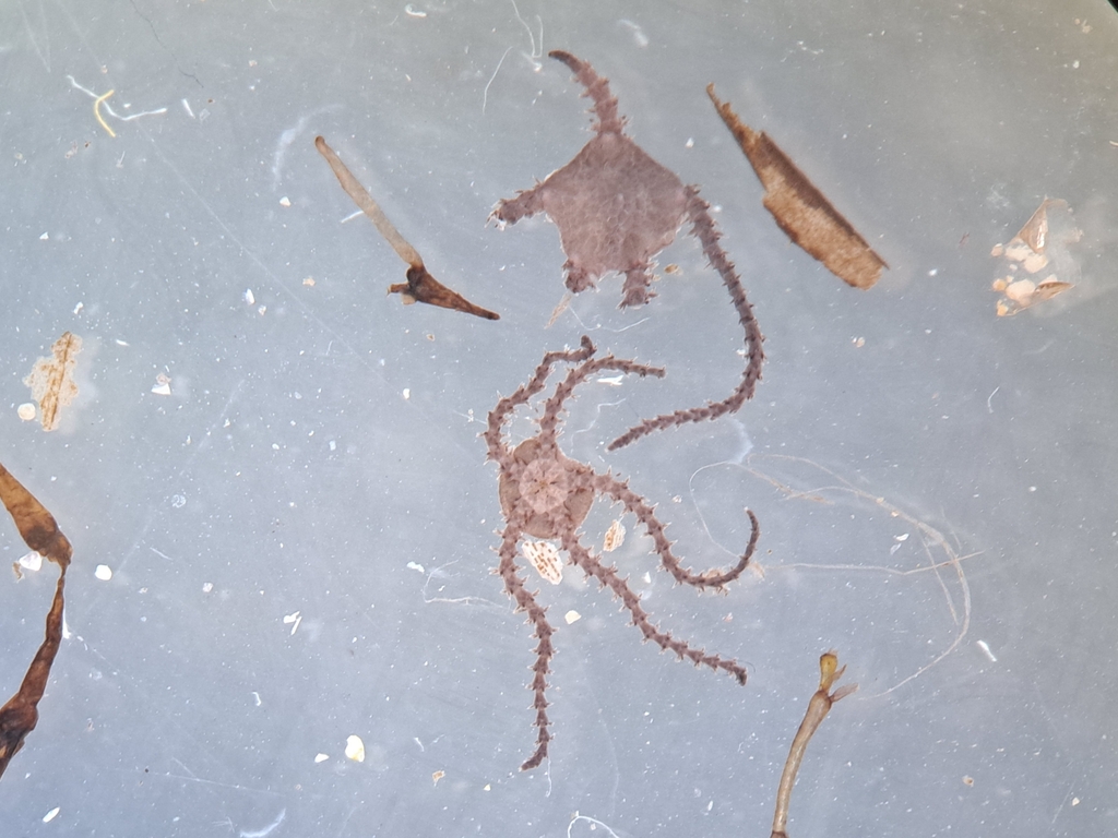 Dwarf Brittle Star