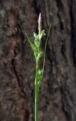 Carex communis