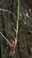 Carex communis