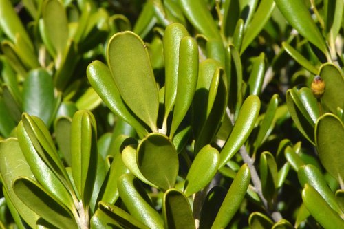 Jacquinia keyensis image