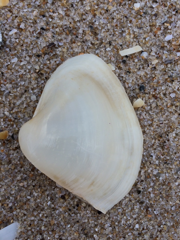 winged surfclam
