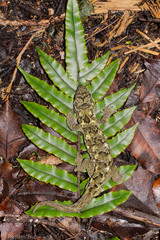 Mokopirirakau