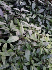 Strobilanthes anisophyllus