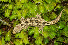 Mokopirirakau