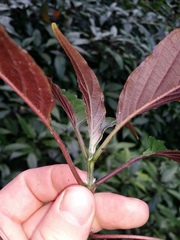 Strobilanthes anisophyllus