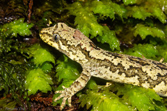 Mokopirirakau