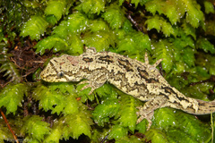 Mokopirirakau