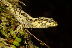 Mokopirirakau