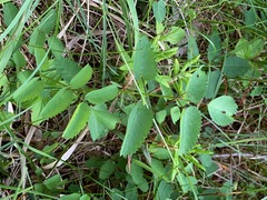 Sanguisorba officinalis