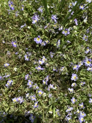 Porterella carnosula