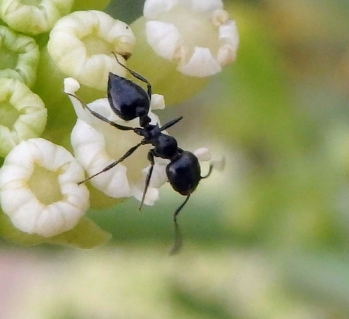 Representative image of Crematogaster laestrygon