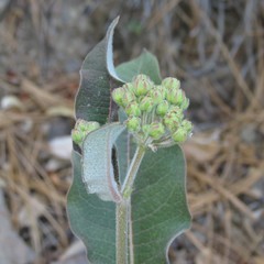 Asclepias hypoleuca