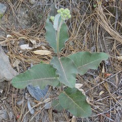 Asclepias hypoleuca