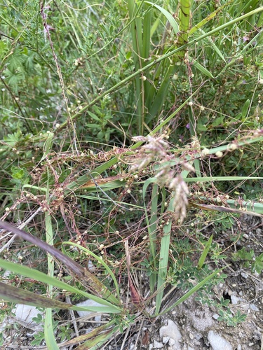 Image of Cuscuta approximata by (c) Илья Руденко, some rights reserved (CC BY)