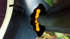 Catonephele acontius