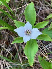 Cornus unalaschkensis