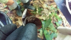 Catonephele acontius