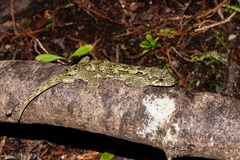 Mokopirirakau