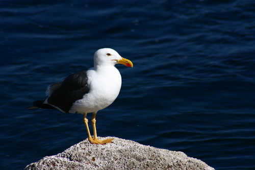 Yellow-footed Gull