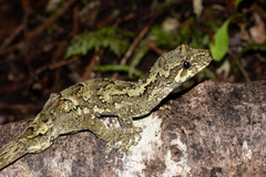 Mokopirirakau